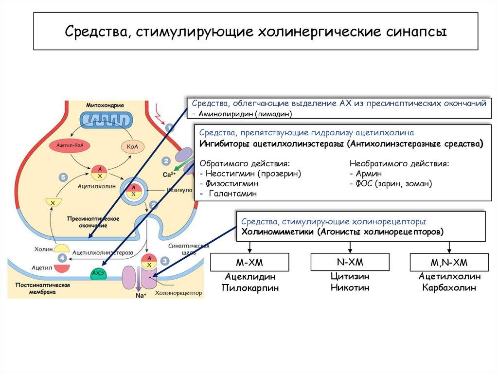 Рассмотрите рисунок холинергического синапса что обозначено цифрами