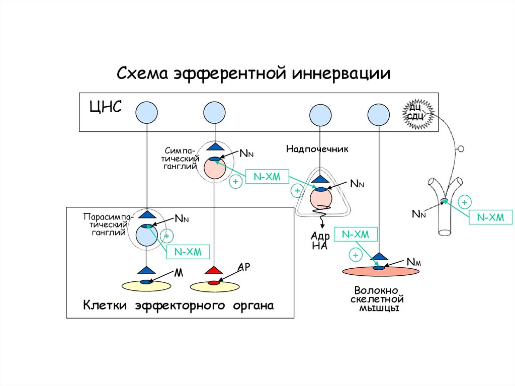 Схема структуры эфферентной иннервации