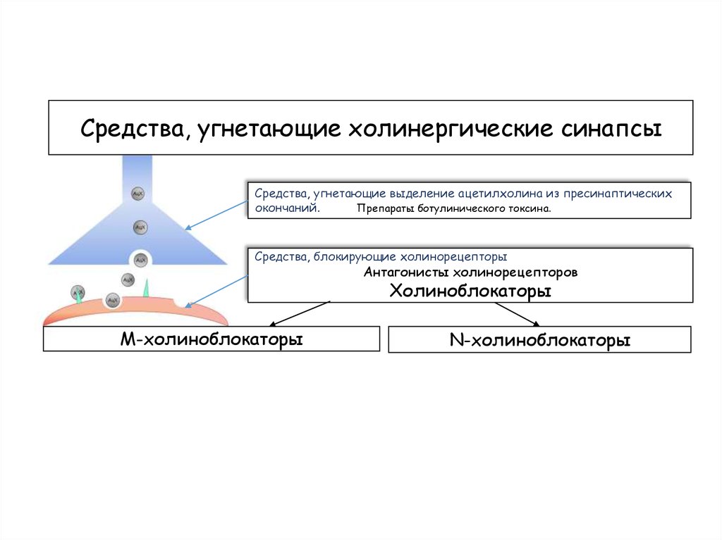 Средства влияющие на синапсы. Средства блокирующие холинорецепторы классификация. Средства, блокирующие холинорецепторы (холиноблокаторы). Вещества действующие на холинергические синапсы. Препараты блокирующие холинергические синапсы.