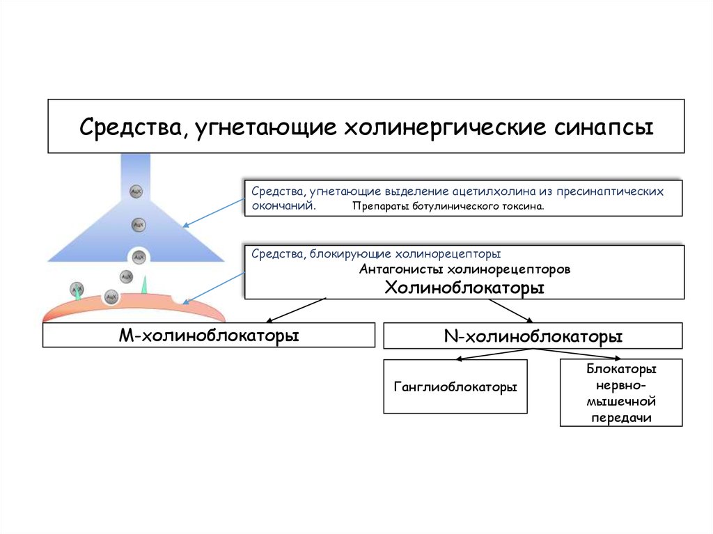 Холинергические синапсы презентация