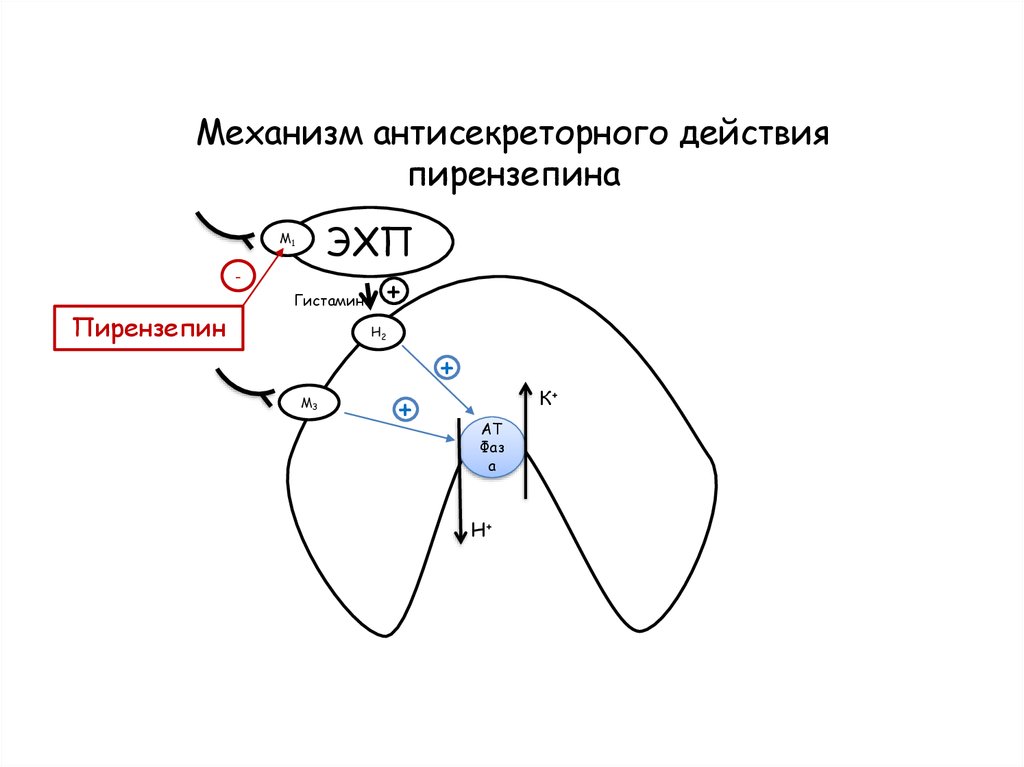 Механизм действия гистамина. Антисекреторные механизм действия. Схема механизм действия антисекреторных средств. Механизм действия н2 блокаторов гистамина картинки.