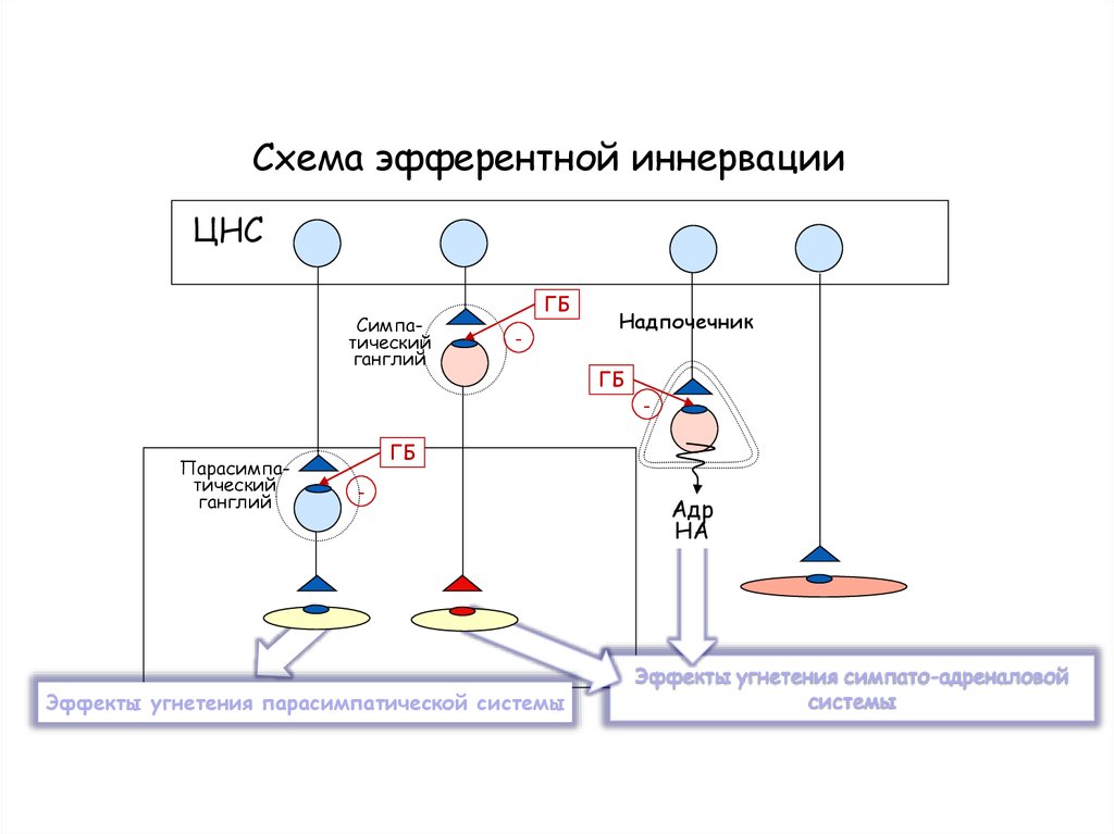 Схема структуры эфферентной иннервации