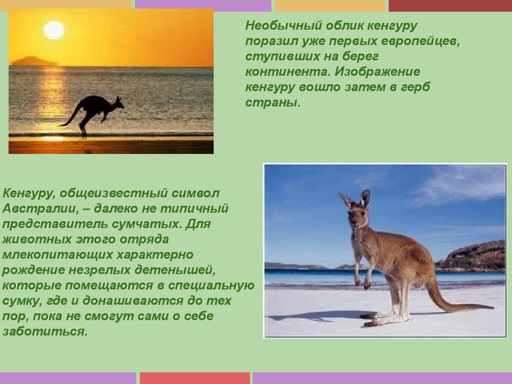 На каком материке находится кенгуру. Австралия презентация. Австралия проект. Презентация по Австралии. Австралия краткая информация.