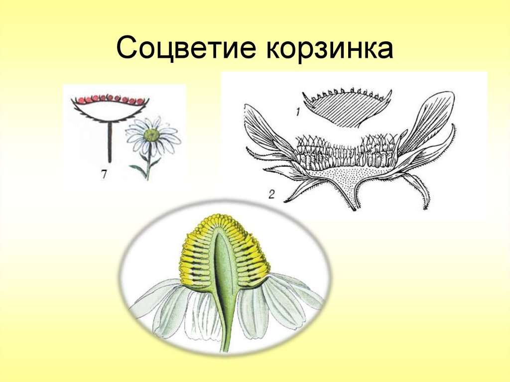 Строение цветка соцветия. Сложноцветные соцветие корзинка. Соцветие корзинка у астровых. Сложноцветные Астровые соцветие. Семейство Сложноцветные строение цветка рисунок.