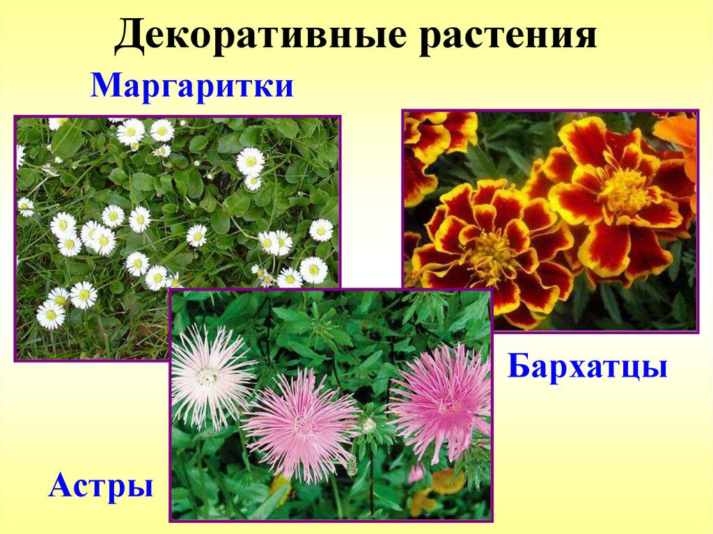 Презентация на тему декоративные растения нашего края