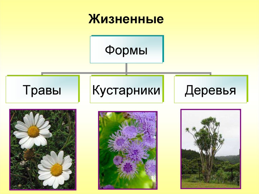 Жизненная форма большинства сложноцветных