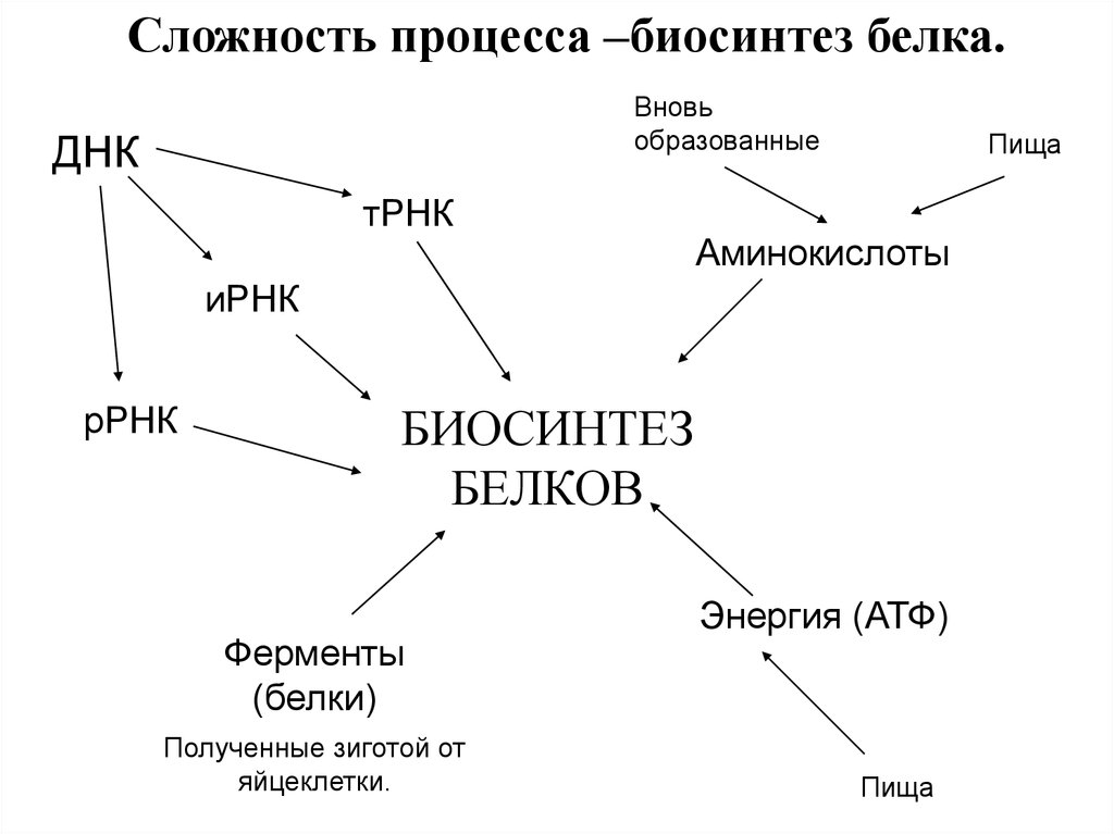 Атф ферменты белки. Процесс биосинтеза белка схема. Процесс биосинтеза ферментного белка схема. Ментальная карта биосинтеза белка. Ферменты синтеза белка.