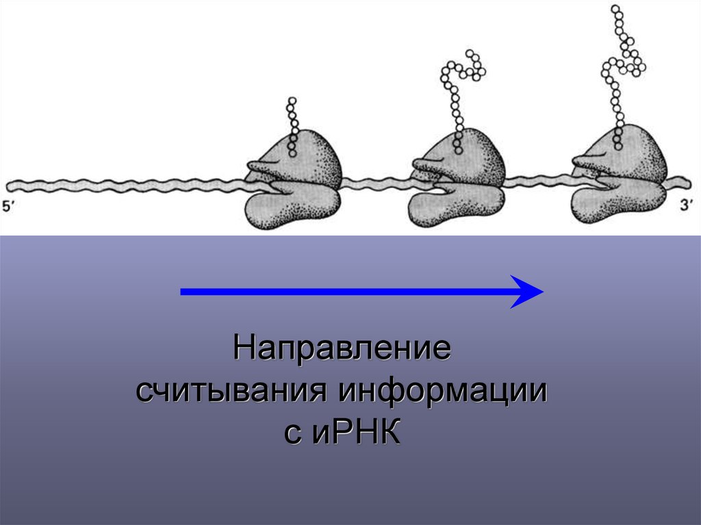 Синтез белка направление. Считывание ИРНК. Направление считывания. Направления считывания при трансляции. Информация считывается в направлении 5’→3’.