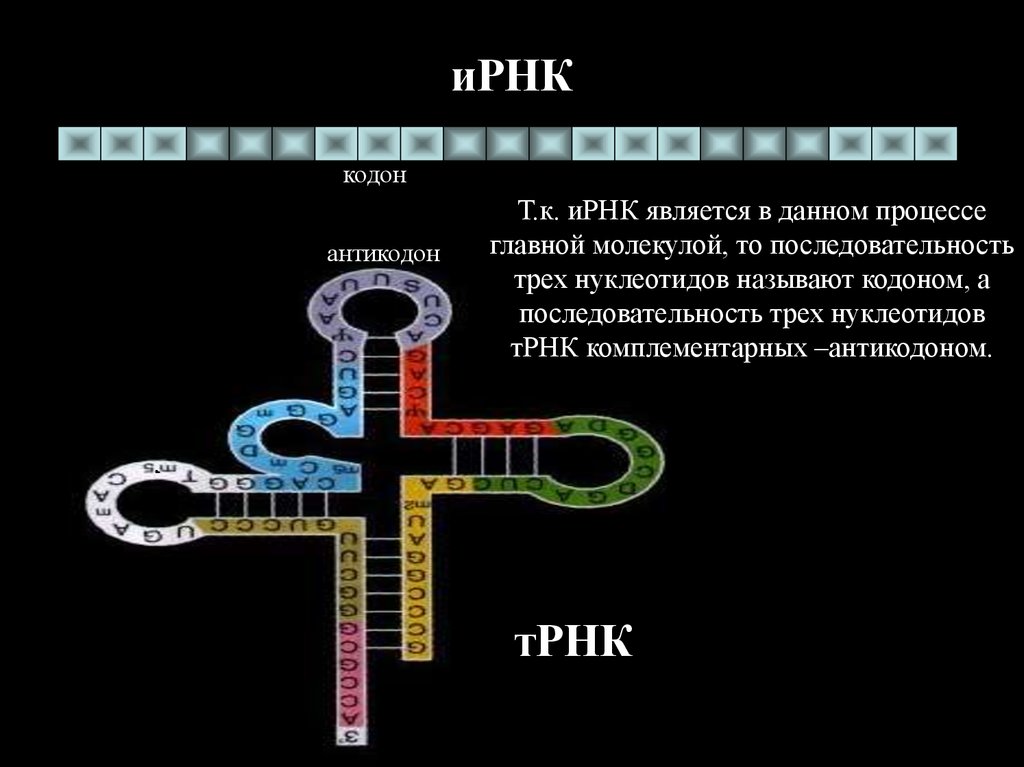 Кодоны т рнк. Синтез белка т РНК. Кодон и антикодон. ИРНК. Антикодоны ТРНК.