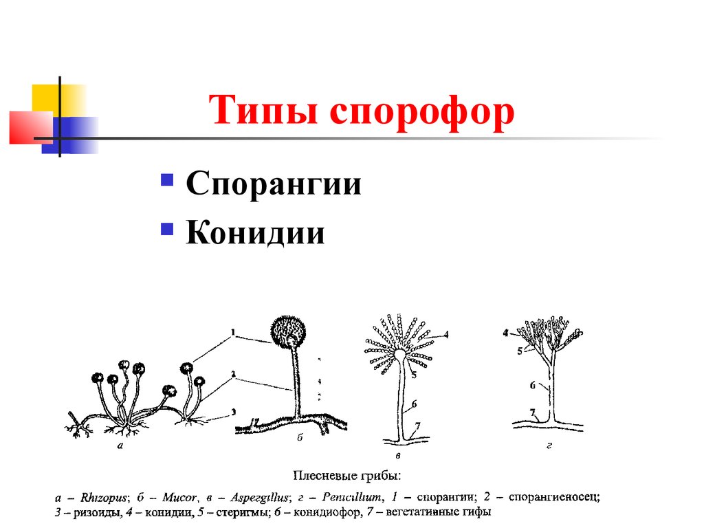 У березы есть спорангии