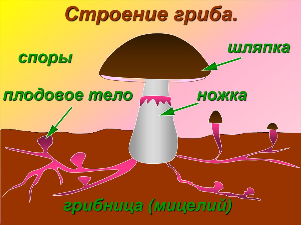 Шляпный гриб рисунок строение