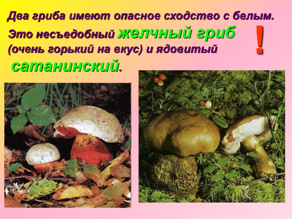 Грибы имеют корни. Желчный гриб ядовитый. Ядовитые грибы желчный гриб. Сходство белого гриба и желчного гриба. Желчный гриб презентация.