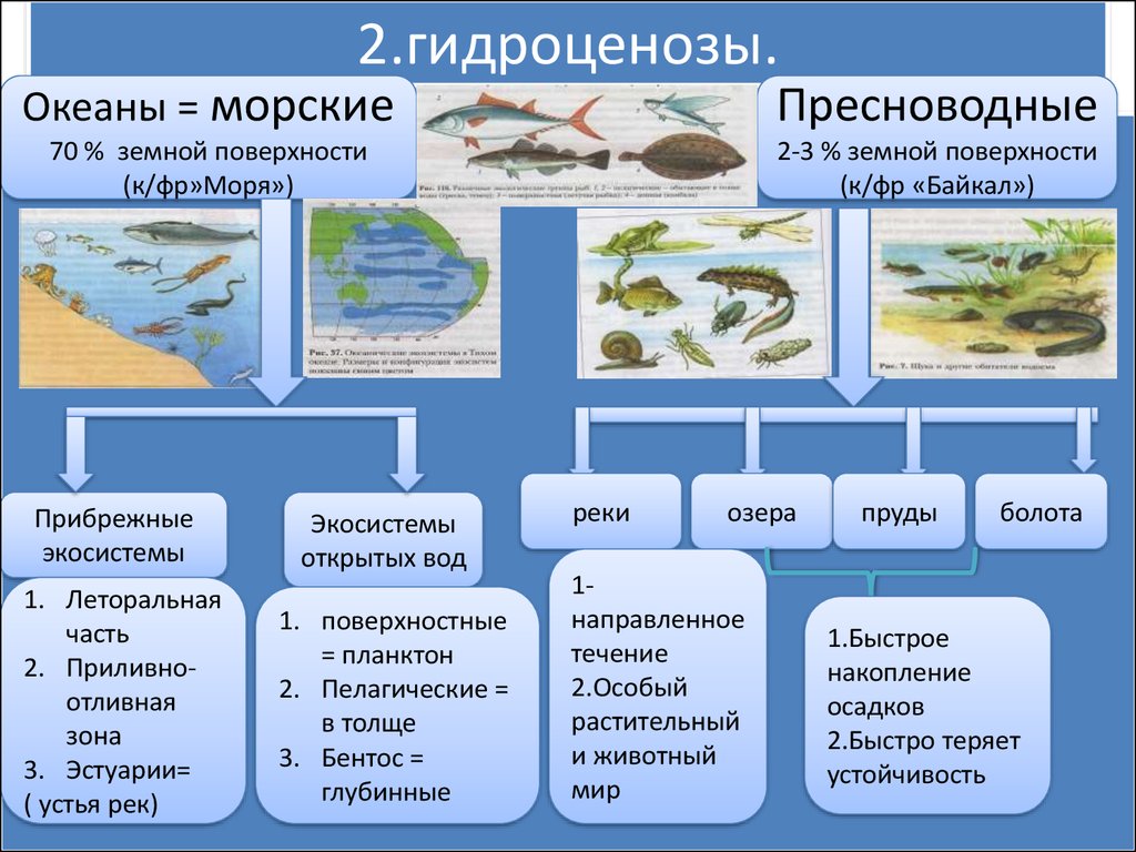 Организмы пруда. Водные экосистемы. Характеристика водной экосистемы. Морские водные экосистемы. Водные экосистемы примеры.