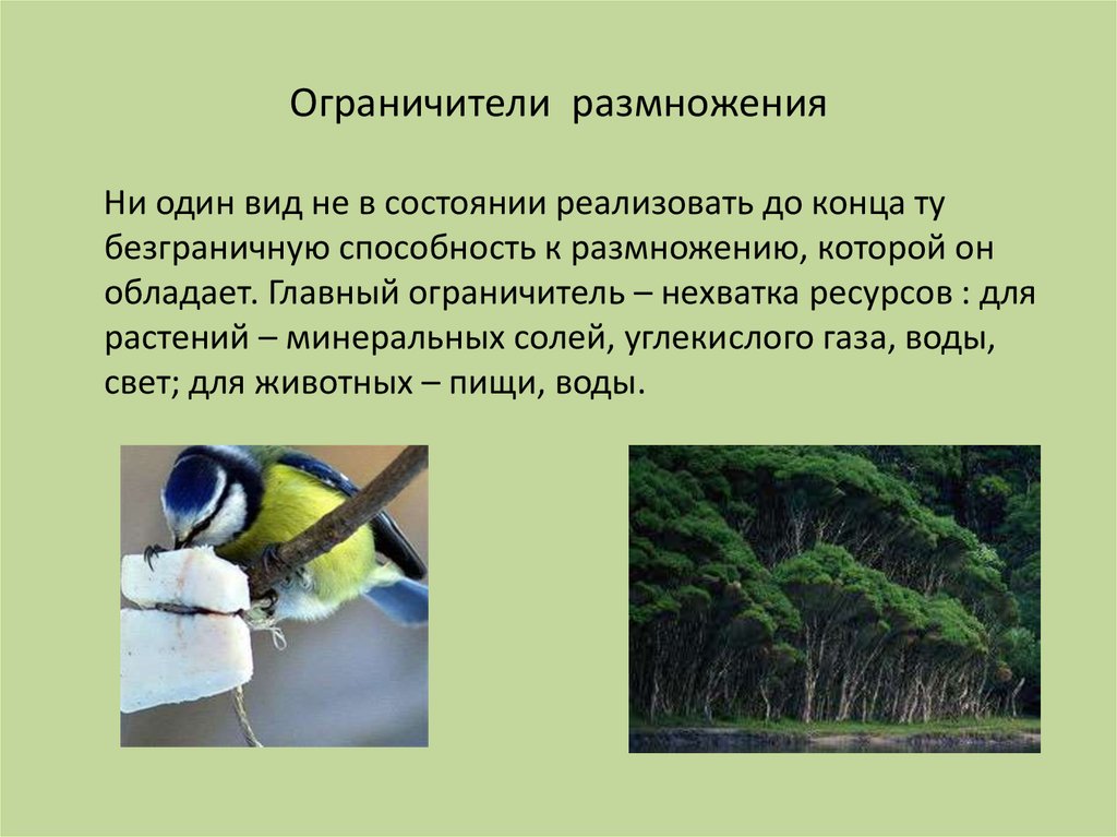 Размножение организмов в природе. Потенциальные возможности размножения организмов. Размножение это способность организма. Ограничители беспредельного размножения организмов. Способность к размножению.