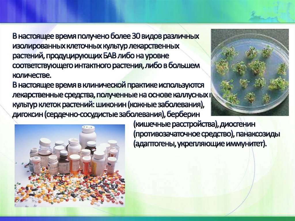 В настоящее время получено более 30 видов различных изолированных клеточных культур лекарственных растений, продуцирующих БАВ либо на уро