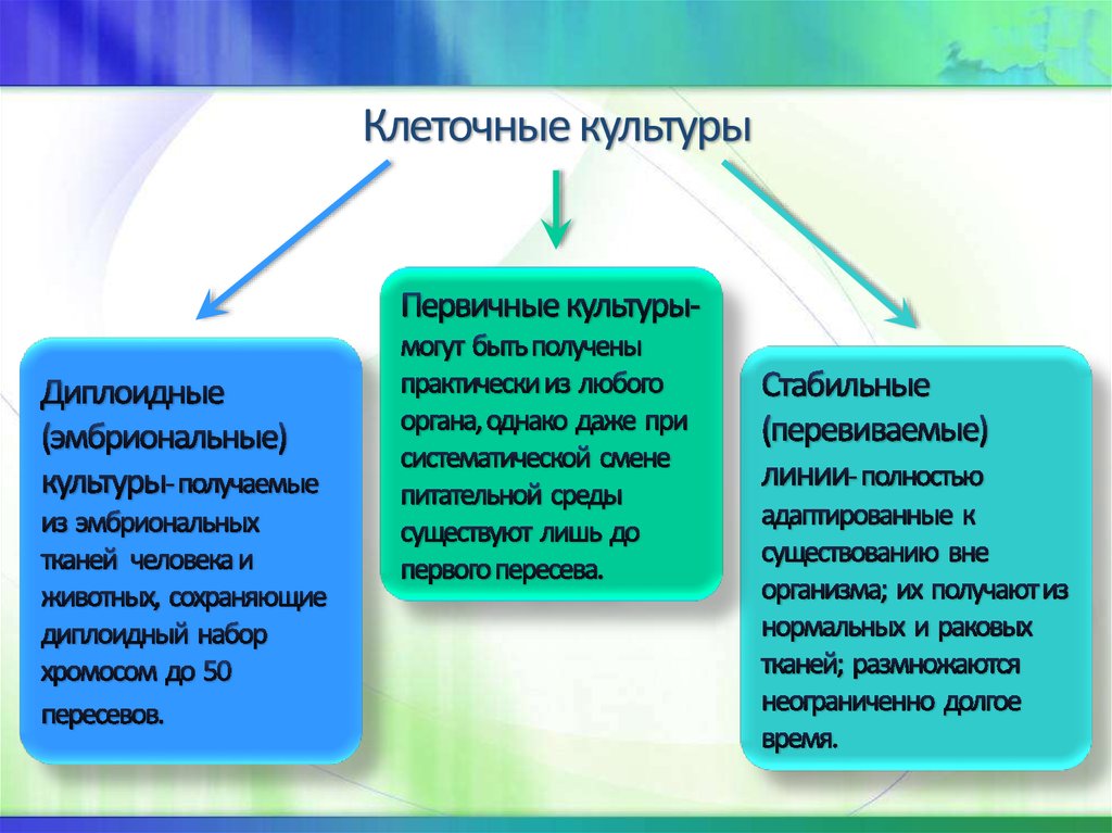 Клеточные культуры