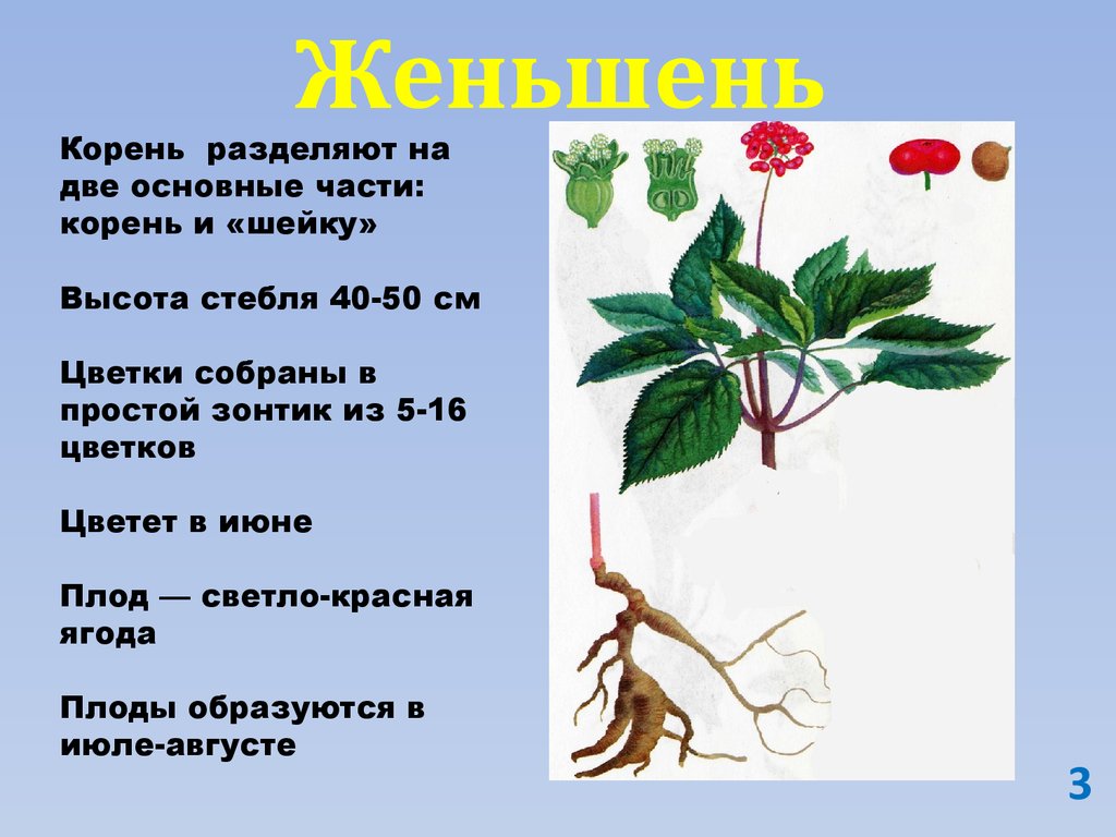 Корень делим