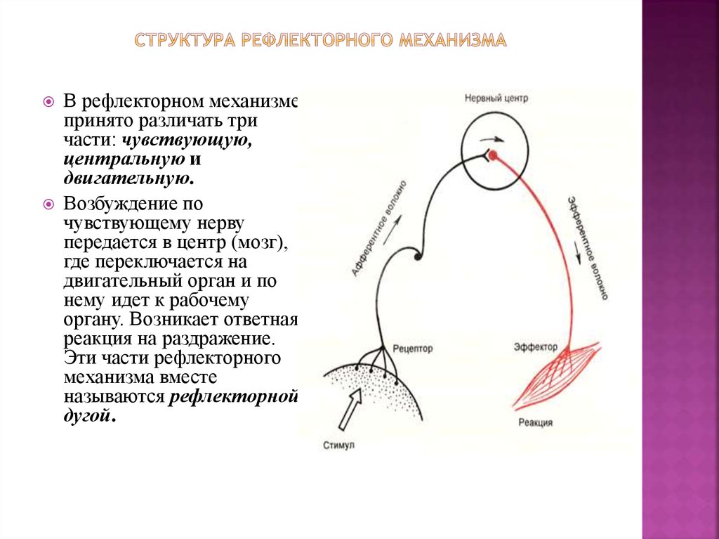 Механизм рефлекса. Части рефлекторного механизма. 3 Части рефлекторного механизма. Центральные рефлекторные механизмы.