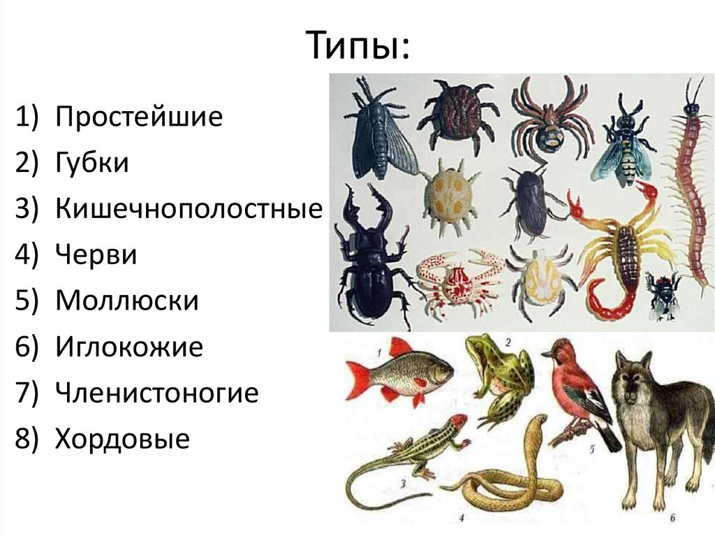 К типу простейшие относятся животные. Черви Членистоногие простейшие. Тип моллюски Тип Членистоногие. Хордовые и Членистоногие в систематике. Кольчатые и Членистоногие.