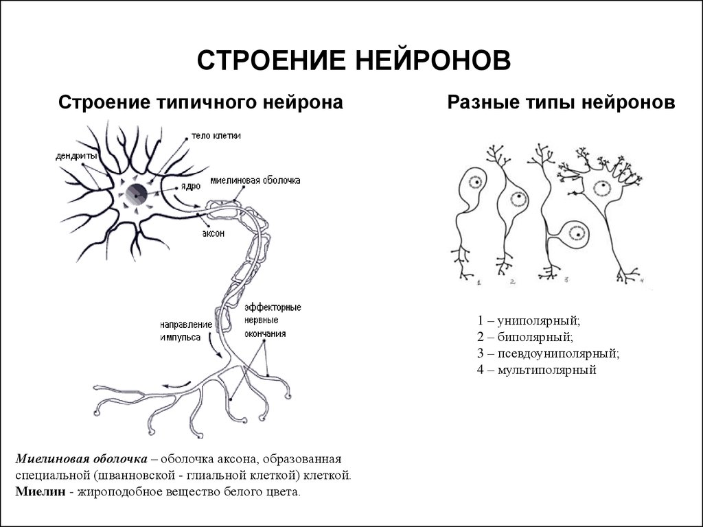 Особенности строения нервных клеток. Строение миелинового нейрона. Внутренне строение нейрона. Схема строение нейрона с обозначениями. Строение двигательного мультиполярного нейрона.