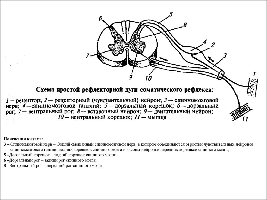 Двигательный центр спинного мозга. Схема трехнейронной рефлекторной дуги. Двигательный путь вегетативной рефлекторной дуги схема. Рефлекторную дугу соматического спинномозгового рефлекса схема. Схема строения трехнейронной рефлекторной дуги..