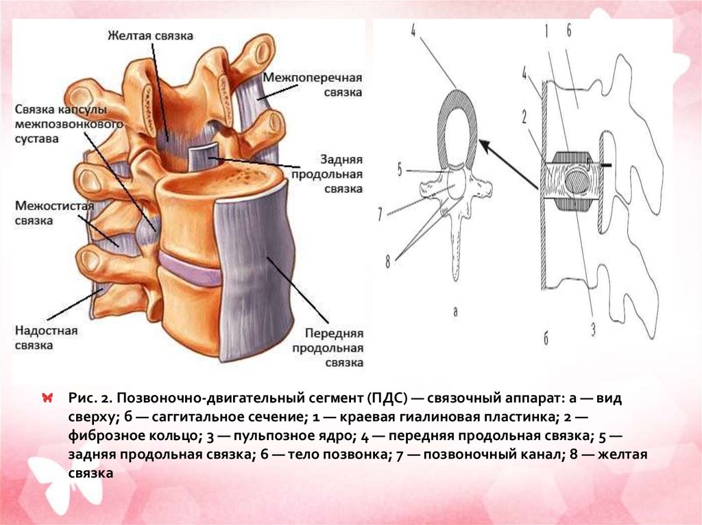 Желтая связка. Позвоночно двигательный сегмент. Передняя продольная связка. Задняя продольная связка. Капсула связочный аппарат.