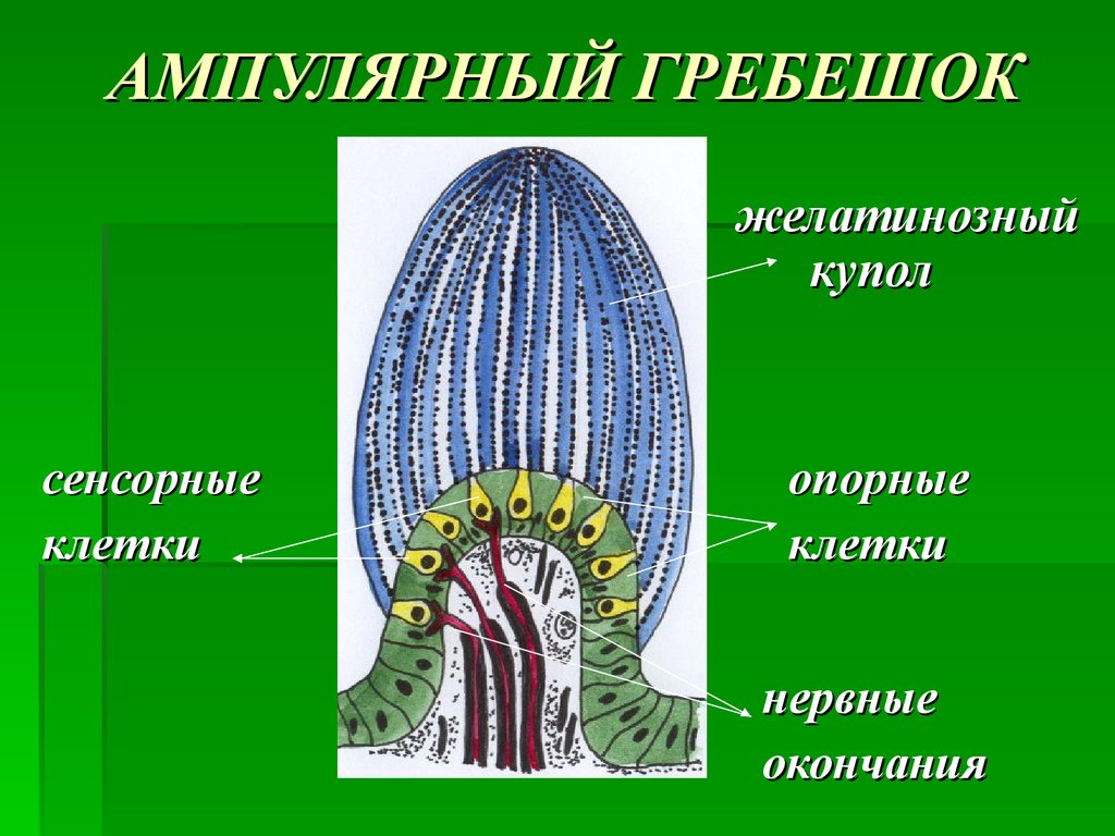 Схема строения ампулярного гребешка