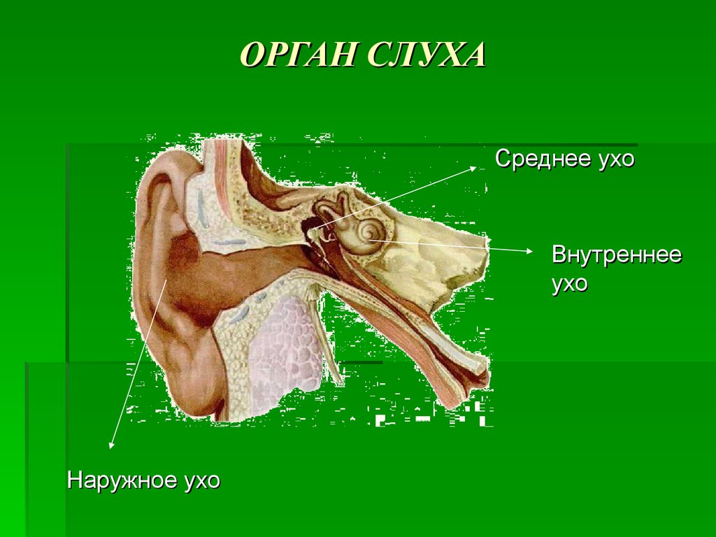 Орган слуха и равновесия презентация. Орган слуха и равновесия ухо. Орган слуха среднее ухо. Орган слуха наружное ухо. Орган слуха и равновесия наружное ухо.