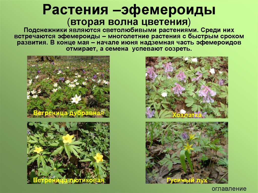 Куда можно отнести цветы. Эфемеры и эфемероиды. Растения эфемероиды многолетние. Эфемерные растения примеры. Эфемероиды это.
