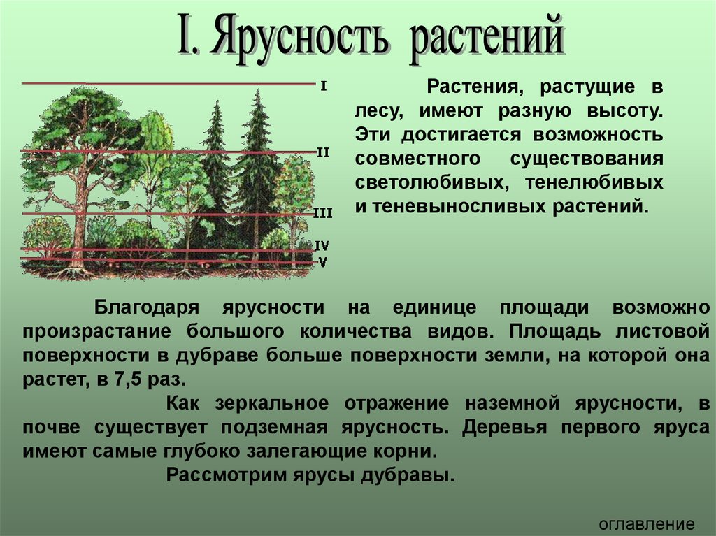 Каковы основные причины различий видового состава растительного. Ярусность в биоценозе лиственного леса. Ярусность Лесной экосистемы. Надземная ярусность Дубравы леса. Ярусность растительного сообщества.