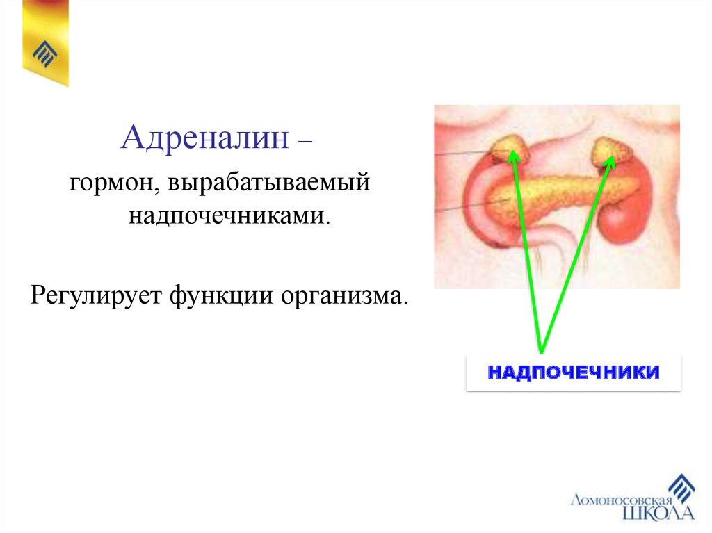 Какая железа изображена на рисунке. Адреналин гормон надпочечников. Где вырабатывается гормон адреналин. Железа вырабатывающая гормон адреналин. Гормон адреналин вырабатывается надпочечниками.