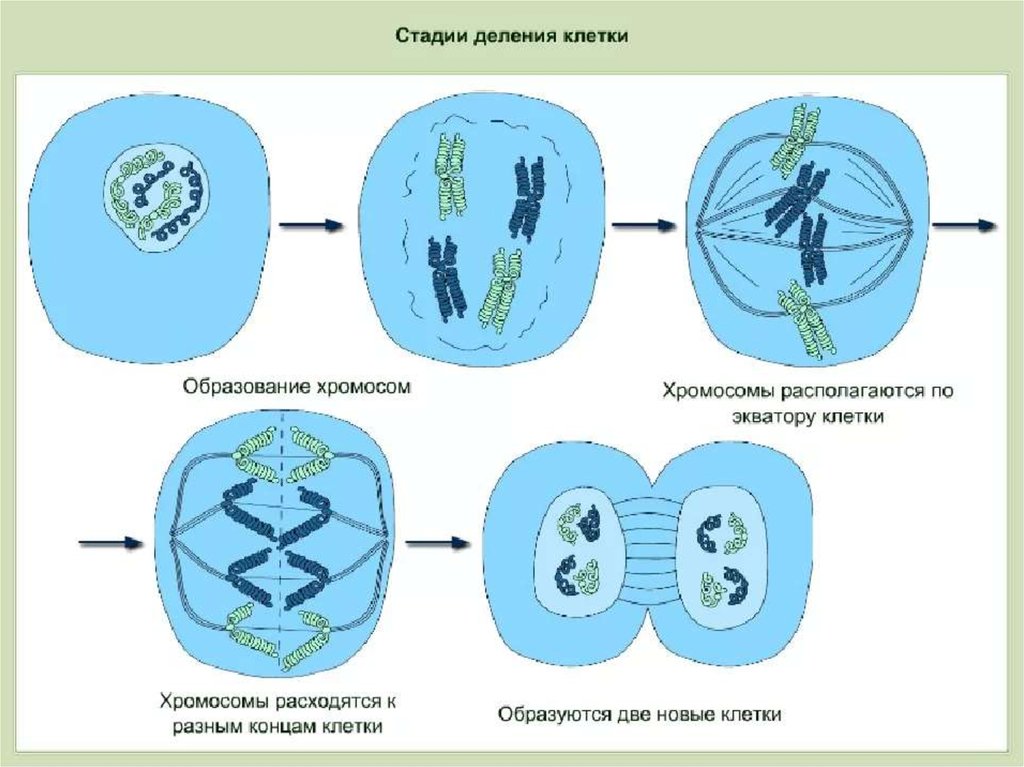 Деление клетки рисунок 6 класс