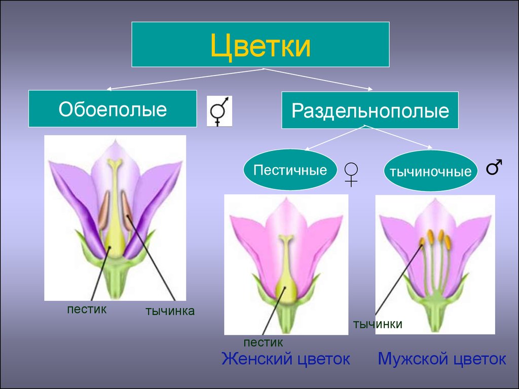 Двойной околоцветник состоит из пестика и тычинок