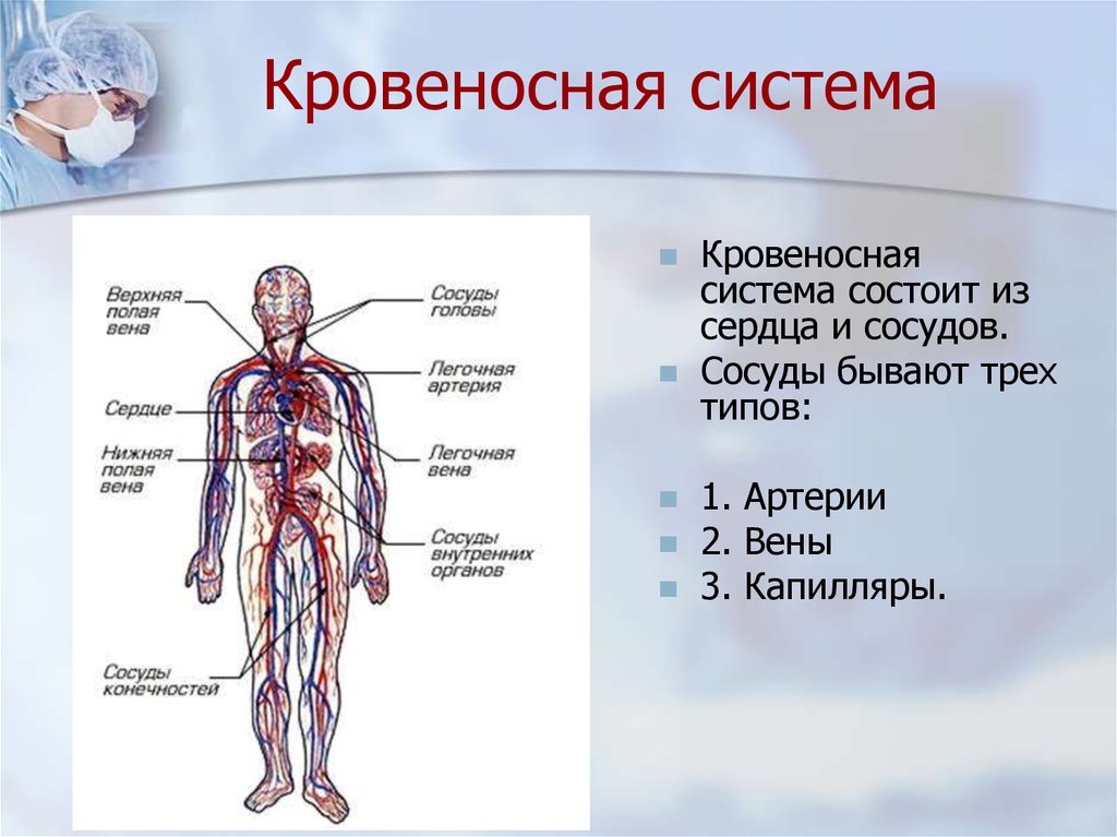 Системы находящийся в человеке. Органы кровеносной системы схема. Строение кровеносной системы человека. Система кровообращения состоит из сердца и кровеносных сосудов. Строение кровяной системы человека.