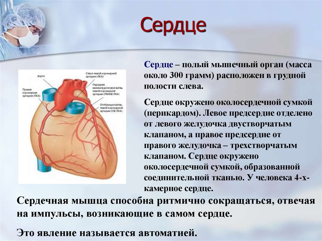Сердце окружено околосердечной сумкой. Сердце это кратко. Сердце человека кратко. Сердце краткое описание.