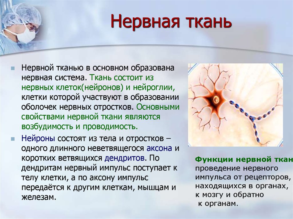Органы нервной системы образованы тканью