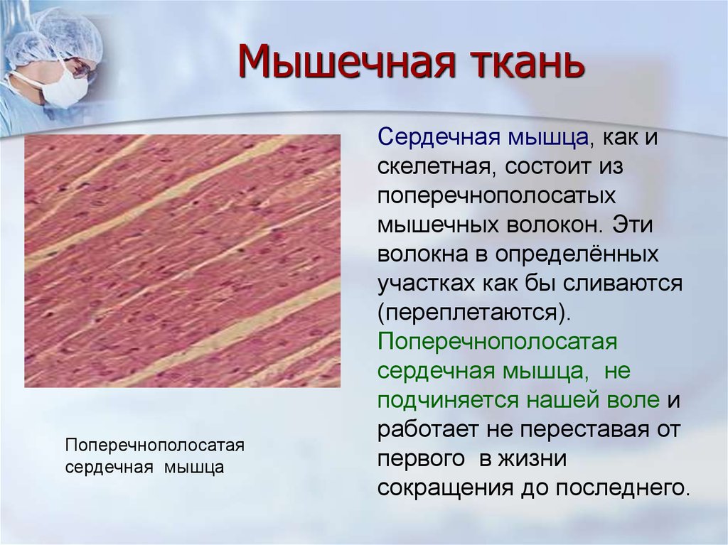 Из чего состоит ткань. Поперечнополосатая сердечная мышечная ткань. Сердечная поперечно-полосатые мышечные волокна. Поперечно полосатая Скелетная сердечная ткань. Поперечнополосатая мышечная ткань Скелетная и сердечная.