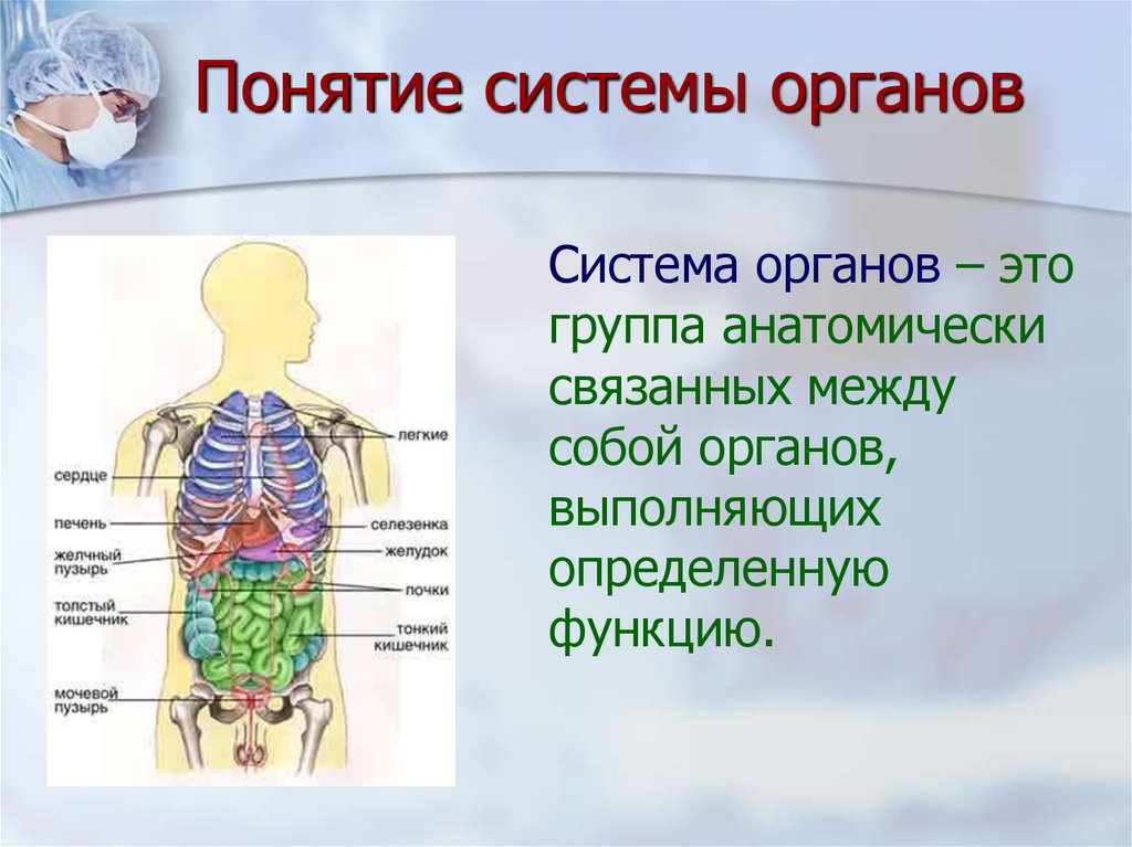 В которых любому органу будет. Система органов это в биологии. Система органов анатомия. Биология 8кл система органов. Системы органов человека 8 класс биология.