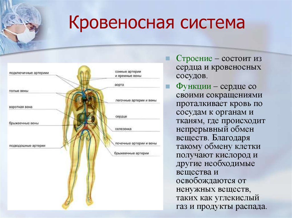 Частью каких систем является человек. Кровеносная система человека строение и функции. Кровеносная система органов функции и строение. Кровеносная система функции системы. Из чего состоит кровеносная система.