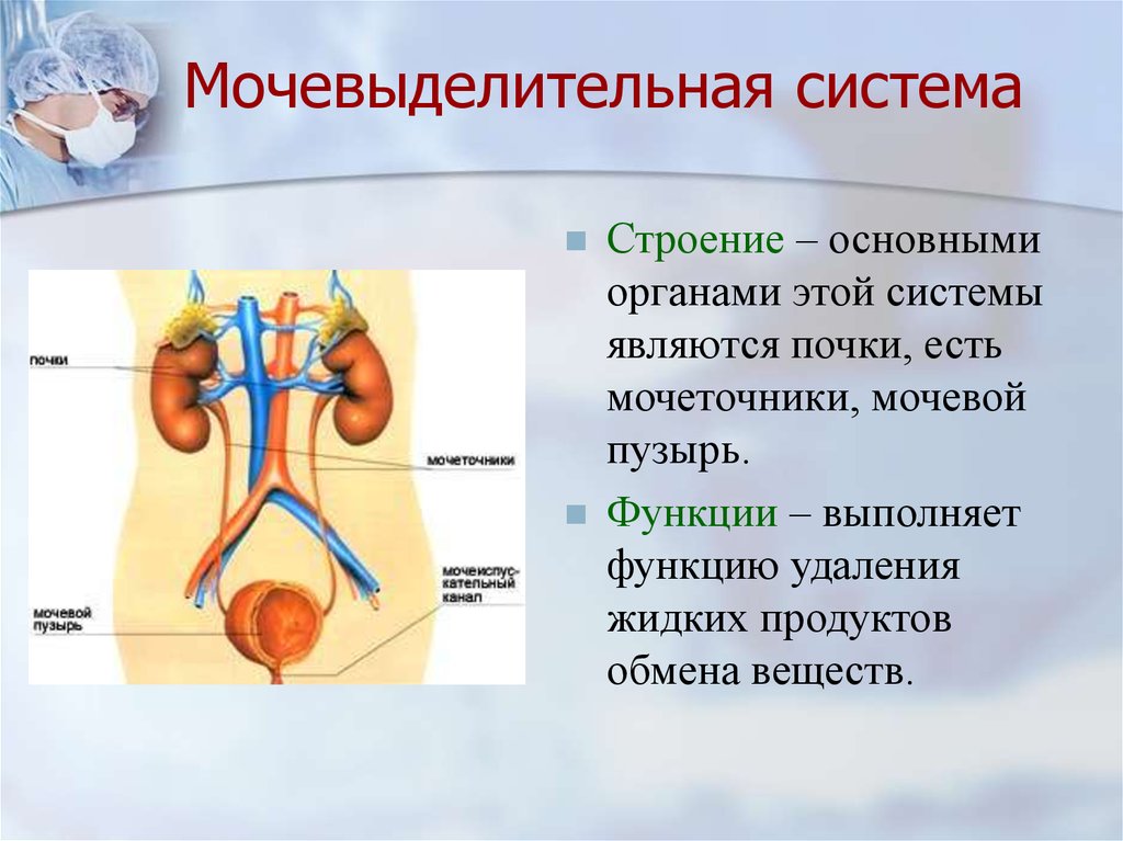 Функция мочевых органов