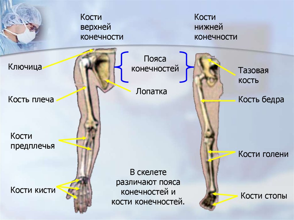 Запястье голень и позвоночник. Кости верхних и нижних конечностей. Верхние и нижние конечности анатомия. Кости верхней и нижней конечности анатомия. Кости верхних и нижних конечностей человека.