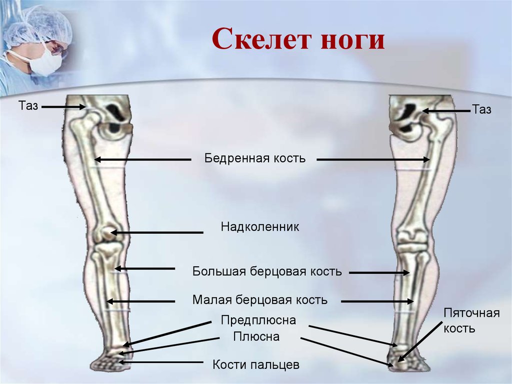 Малая берцовая. Бедренная и малая берцовая кость. Большая берцовая кость на скелете. Скелет человека берцовая кость ноги. Тазовая кость бедренная кость надколенник малая берцовая кость.