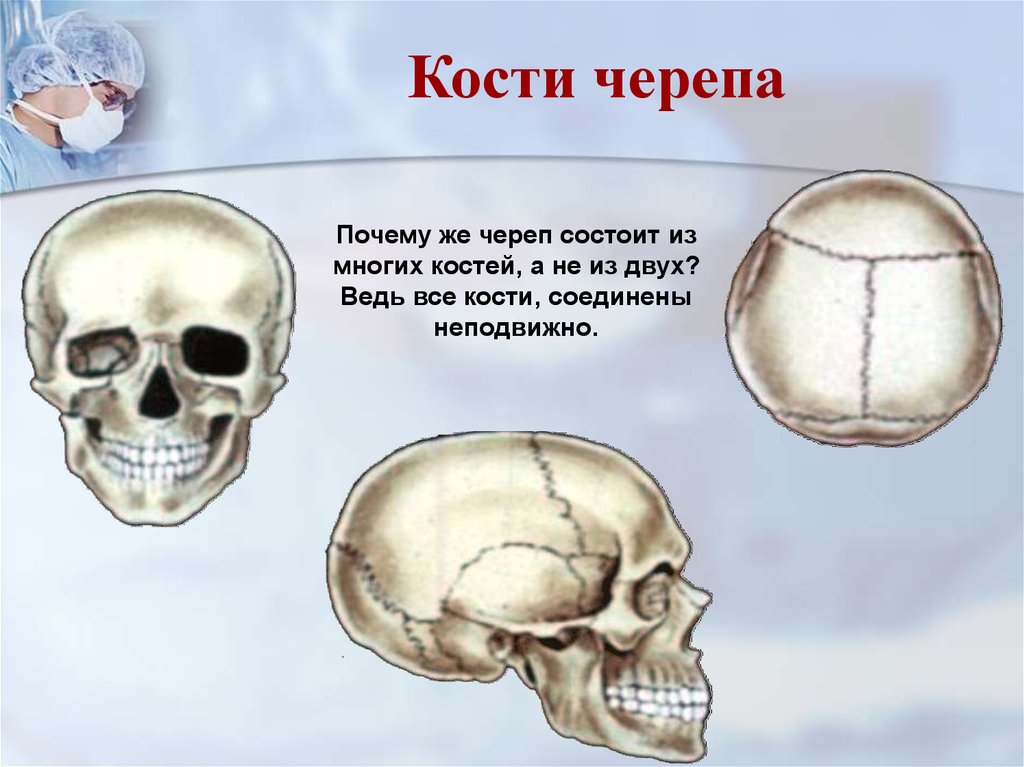 Кости черепа каждая кость. Кости черепа. Череп состоит из костей. Череп человека состоит из костей. Кости черепа соединены неподвижно.