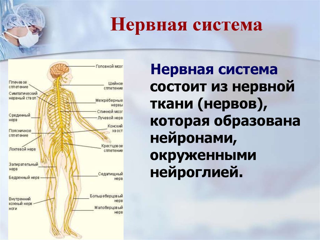 В состав центральной нервной системы входят. Система органов человека нервная система. Нервная система нервы. Нервная система состоит из. Нервная система нервного человека.