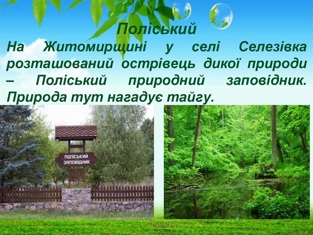 Поліський На Житомирщині у селі Селезівка розташований острівець дикої природи – Поліський природний заповідник. Природа тут нагадує тай