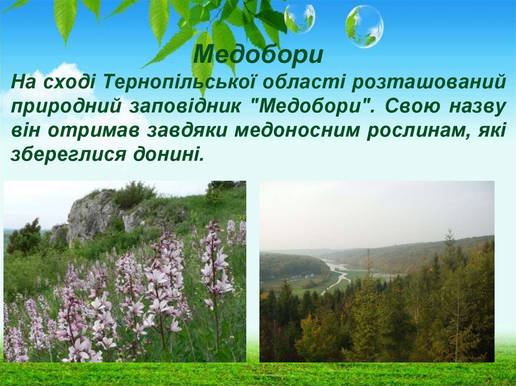 Медобори На сході Тернопільської області розташований природний заповідник "Медобори". Свою назву він отримав завдяки медоносним рослина