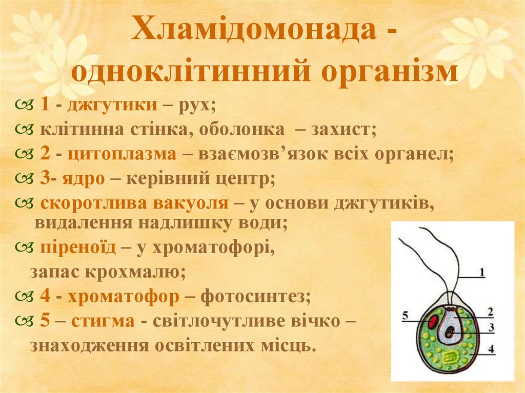 Хроматофор. Будова хламідомонади. Одноклітинні організми. Прокаріоти хламідомонада. Строение хроматофора у водорослей.