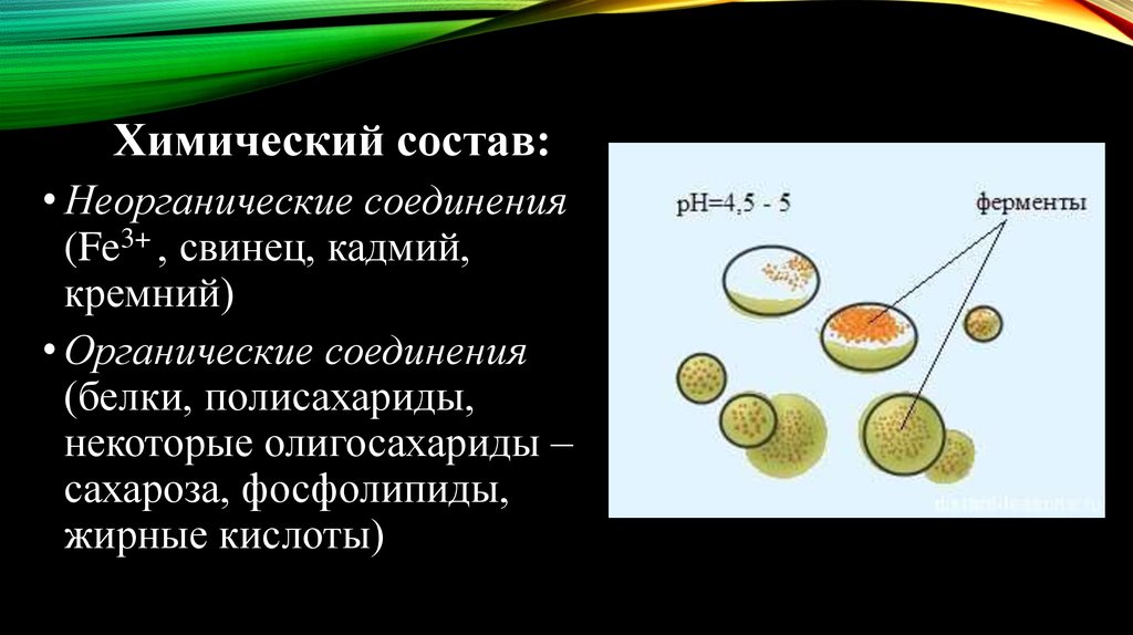 Лизосомы состав. Химический состав лизосом. Типы лизосом. Лизосомы строение и химический состав. Лизосомы строение таблица.