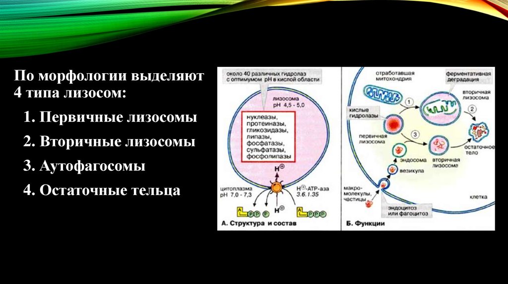 Лизосома днк. Лизосомы первичные вторичные и остаточные тельца. Лизосомы первичные вторичные аутолизосомы остаточные тельца. Типы лизосом. Первичные лизосомы функции.