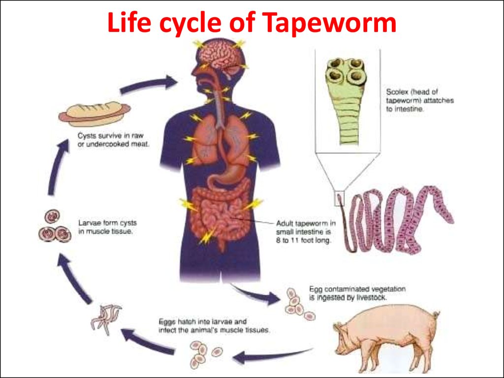 characteristics of flat worms